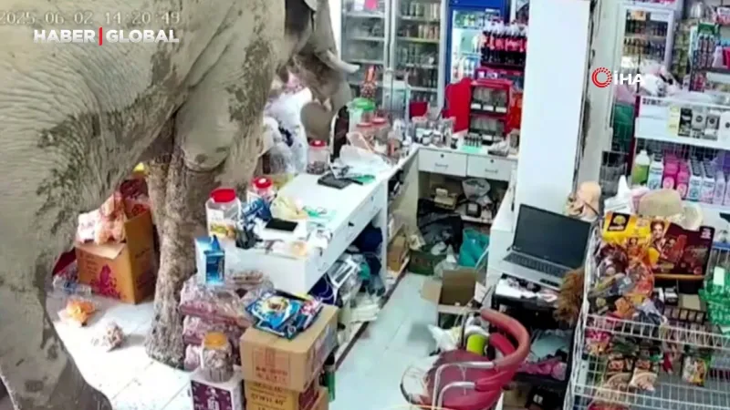 Acıkan fil Tayland'da markete girdi atıştırmalıkları yedi, görevli onu sapanla böyle kovaladı