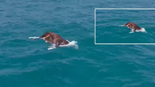Alanya'da Şok! Denizde Ölü İnek Bulundu!