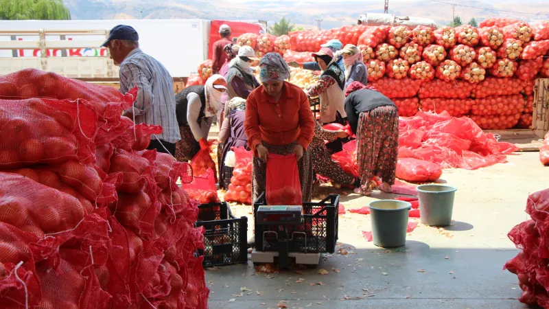 Amasya soğanı Avrupa’ya satılıyor