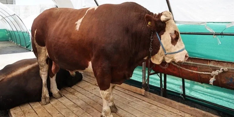 Bağcılar'da Şampiyon Tosun! 1 Ton 150 Kilo Ağırlığında!