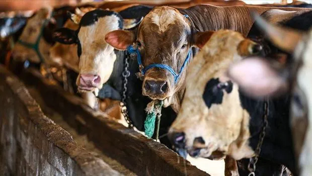 Bakan Yumaklı açıkladı: Kurban Bayramı'nda 830 bin büyükbaş, 2.5 milyon küçükbaş kesildi