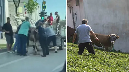 Boğalar Serbest Kaldı! Sahipleri Peşinden Koştu! Şok Anlar!