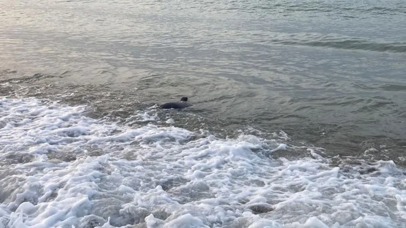 Deniz sezonuyla birlikte köpekbalığı tedirginliği de başladı
