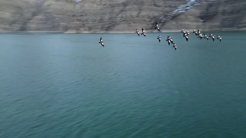 Angıt Kuşları Erzurum'u Terk Etmiyor! Gölde Üreme Keyfi