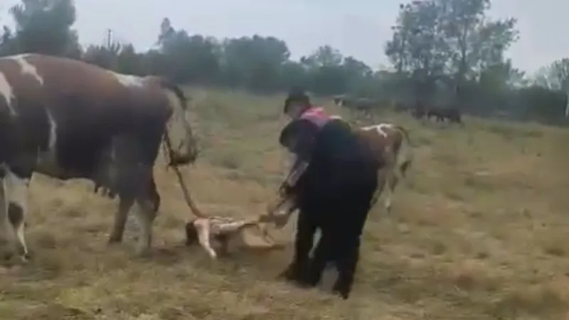 Jandarma'dan Hayvanseverlik Örneği: Köyde Doğum Yaptırdılar!