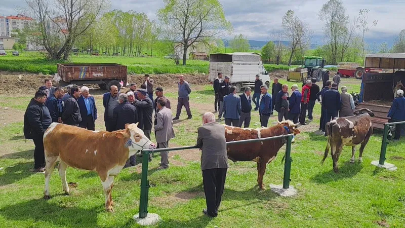 Eflani Kurban Pazarı Coştu! Fiyatlar Şok Etti!