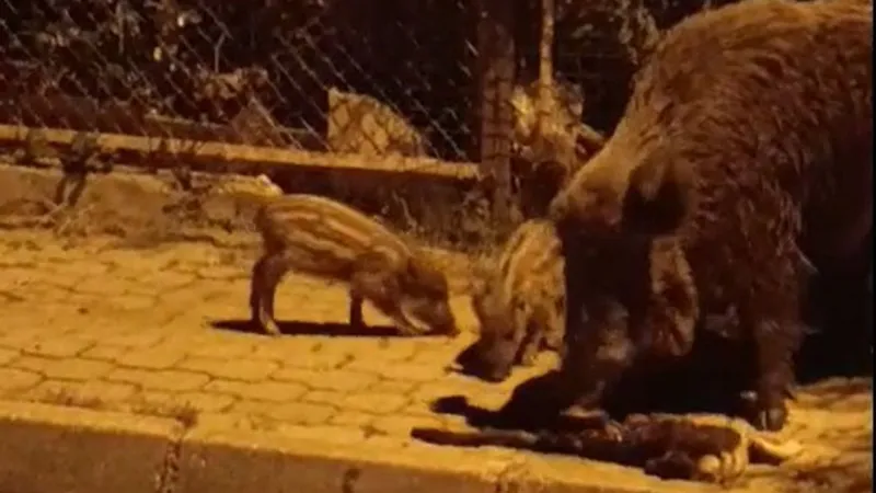 Marmaris'te Vahşet! Yaban Domuzları Kediye Saldırdı!