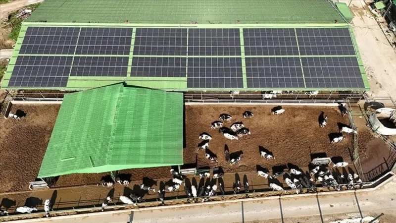 Süt Üreticisi Güneşle Coştu! Elektrik Faturası Artık Tarih Mi?