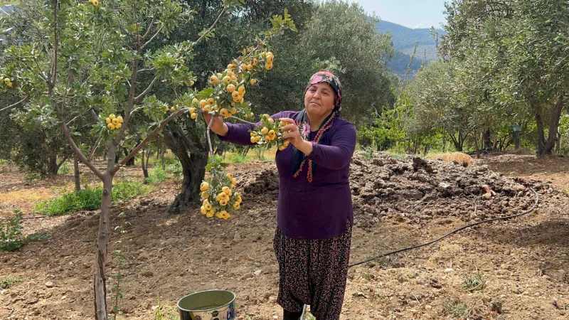 Şifa Deposu Alıç Hasadı Başladı! Kilosu Dudak Uçuklatan Fiyatta!